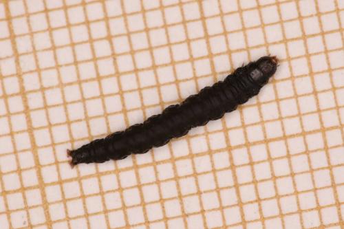 Réf. 324 416 : Elegia similella